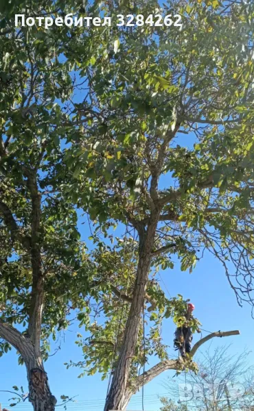 кастрим и оформяме дървете, режем опасни дървета арборист, снимка 1