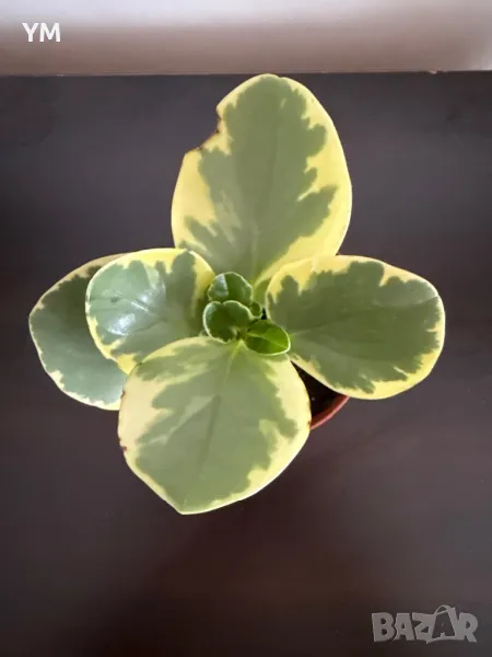 Пеперомия грийн голд, снимка 1