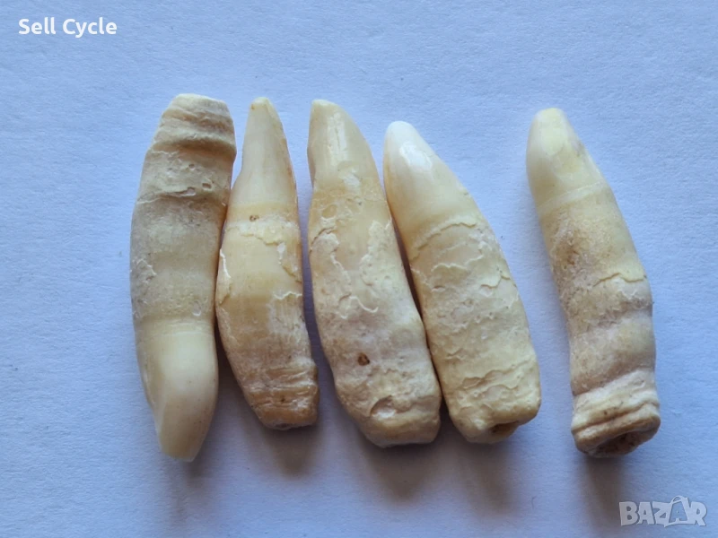 ✅ЗЪБИ ОТ ДЕЛФИН ❗, снимка 1