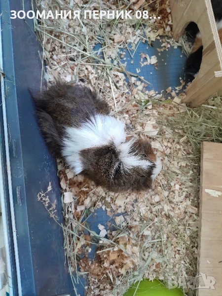 морски свинчета , снимка 1