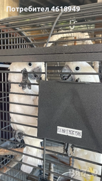 Папагали Какаду, снимка 1