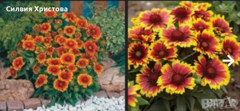 Продавам големи разстения Гайлардия!, снимка 1