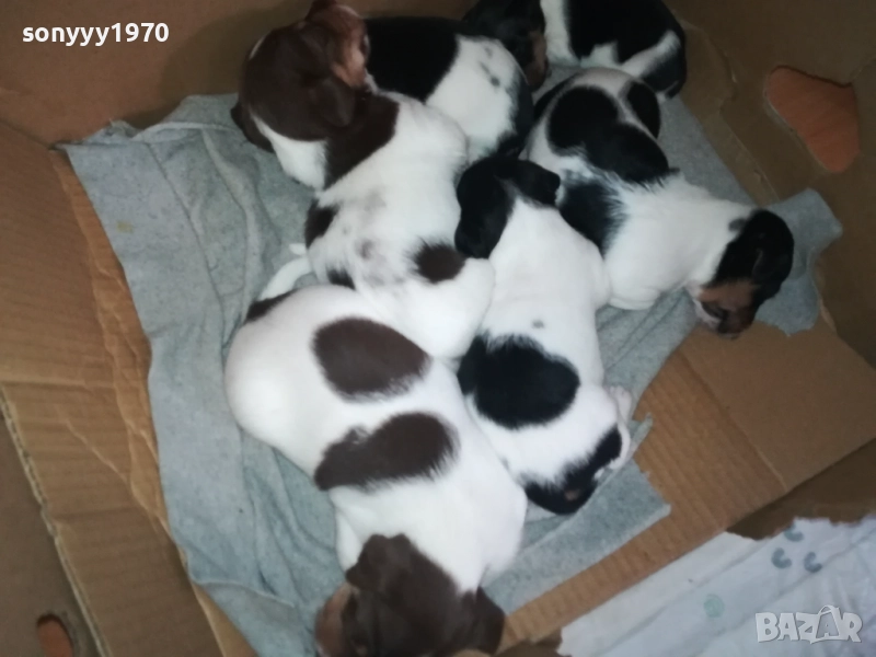 ДЖАК РЪСЕЛ 0709250822, снимка 1