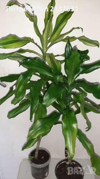 ДРАЦЕНА ФРАГРАНС  - различни височини, снимка 1