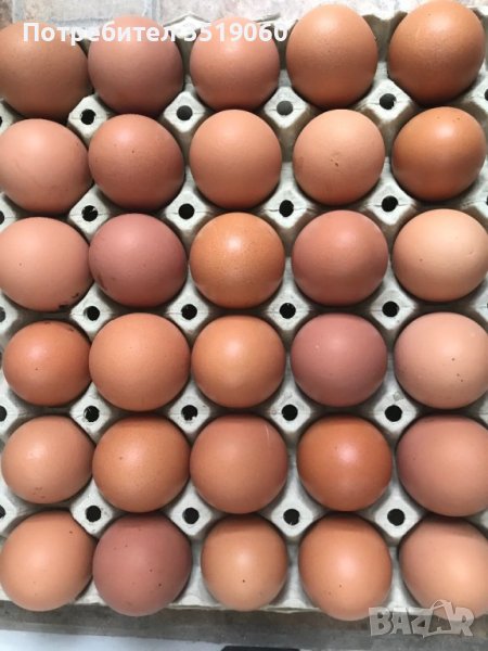 Домашни яйца , снимка 1