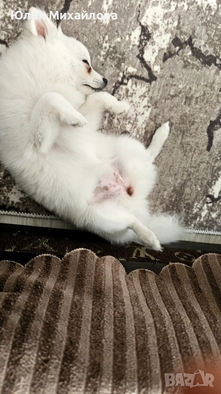 Продавасе, снимка 1