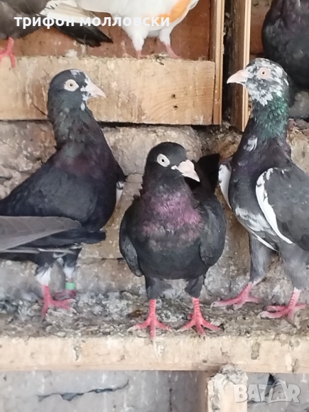 Гълъби на глас и въртене , снимка 1