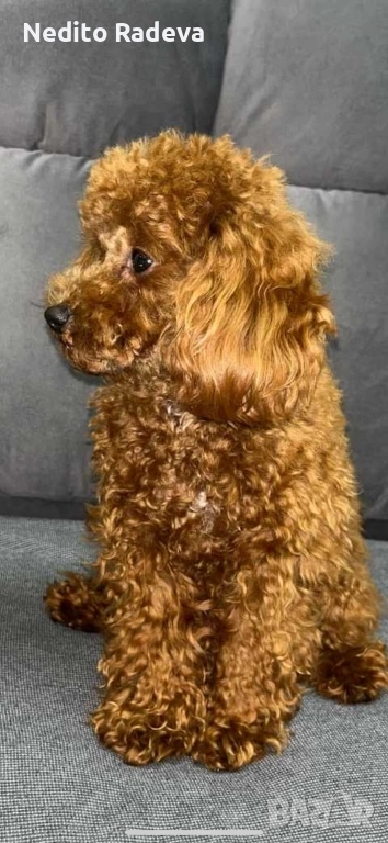 Той-teacup пудел , снимка 1