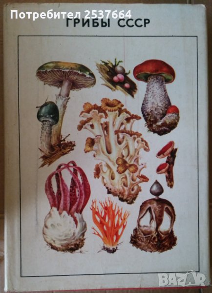 Грибъи СССР   М.В.Горленко, снимка 1