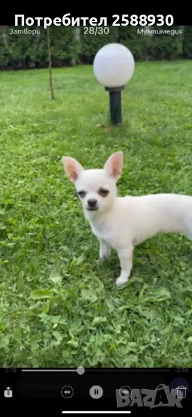 Женско чихуахуа, снимка 1