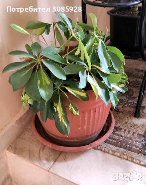 Шефлера , снимка 1