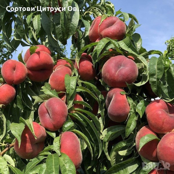 Праскова Поничка, снимка 1