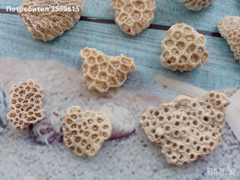 красиви корали от различни острови в Тайланд, снимка 1