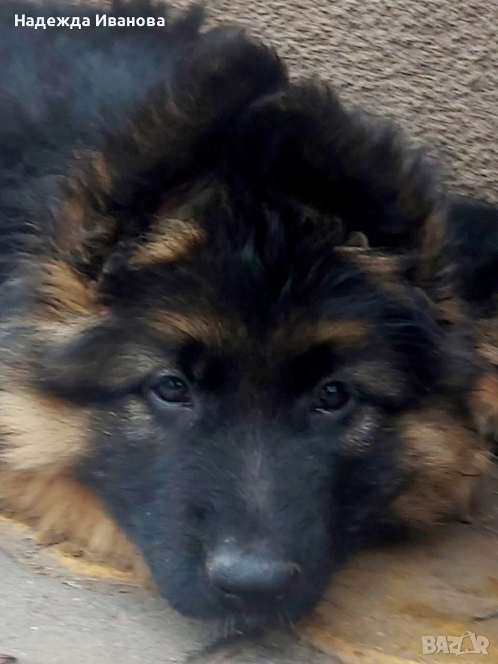 мама, тати и техните сладурчета, снимка 1