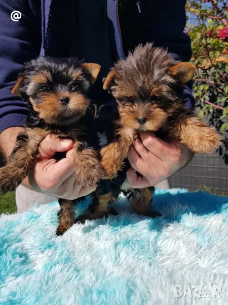 Йоркширски териер йорки свободни!, снимка 1