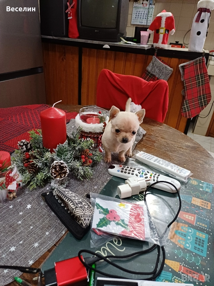 чихуахуа, снимка 1