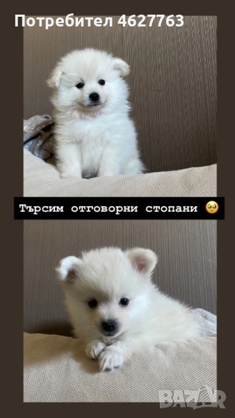 Немски шпиц/ померан , снимка 1