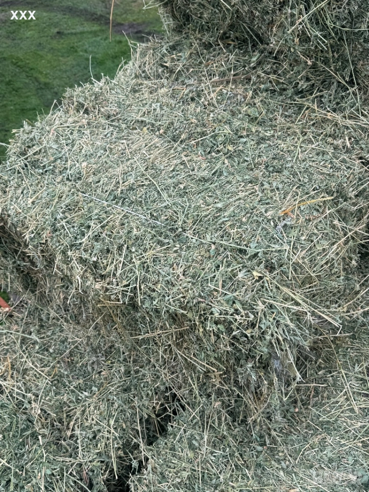 Продавам Бали люцерна перфектно качество , снимка 1