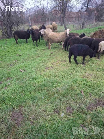 Продавам овце и агнета 