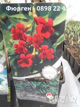 Жасмин - Студоустойчив, снимка 6 - Разсади - 49214966