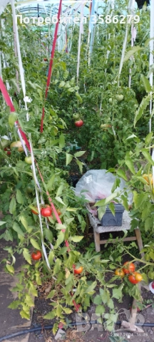 продавам 3 оранжерии 80 кв.м., снимка 8 - Оранжерии - 51869001