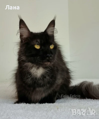 Мейн кун коте, снимка 13 - Мейн кун - 35948872