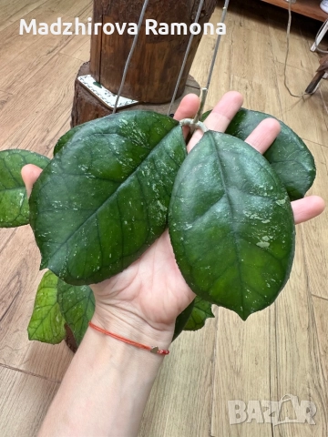 Hoya Svetlana , снимка 1