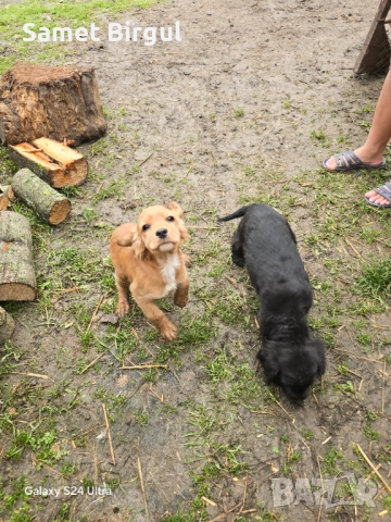 Prodavam koker na tiring meseca Jenson ima vaksa namirase v selo pet mogili oblas sumen t 0892773368, снимка 8 - Кокер шпаньол - 52920760