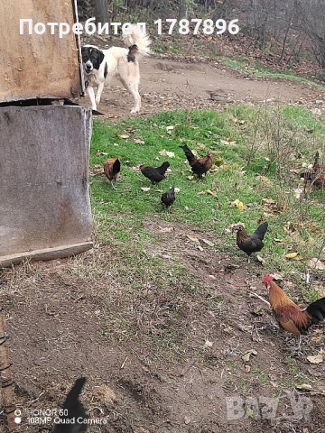 Продавам декоративни кокошки , снимка 12 - други­ - 52547741