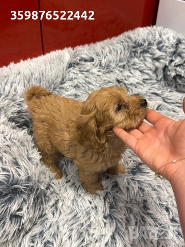 Кокапу, снимка 4 - Кокер шпаньол - 53518987