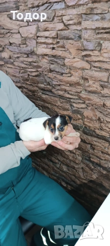 Джак Ръсел териер 