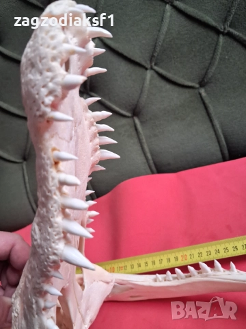 Челюст от Крокодил, снимка 3 - Колекции - 52465330