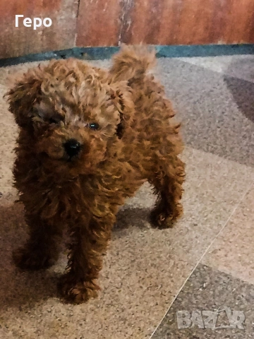 пудел той , снимка 7 - Пудели - 53322409