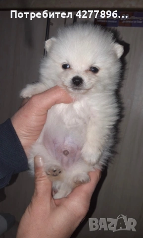 Померани, снимка 3 - Померан - 53710516