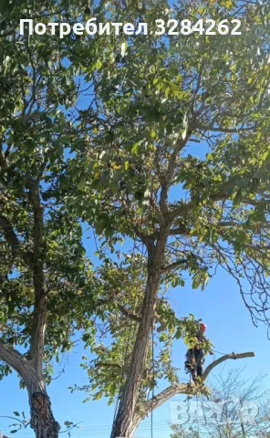 кастрим и оформяме дървете, режем опасни дървета арборист