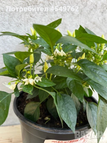 Екзотични люти чушки в саксия, снимка 10 - Градински цветя и растения - 51202444