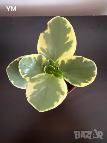Пеперомия грийн голд, снимка 1