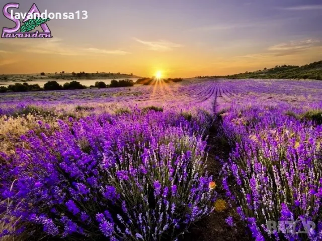 Сух Ронен Цвят Лавандула, снимка 3 - Други стоки за дома - 44264053