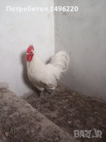 петел  Бял Авсралорп, снимка 1 - Кокошки и пуйки - 42193539