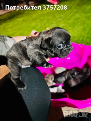 Френски булдог, снимка 5 - Френски булдог - 52565499