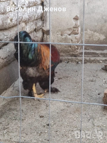 яйца от черояребична брама