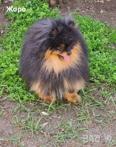 За разплод и продавам , снимка 3 - Померан - 42157230