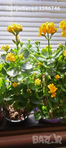 Каланхое-жълто , снимка 7 - Стайни растения - 48180432