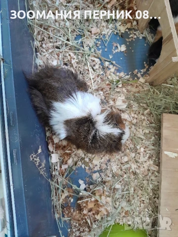 морски свинчета 