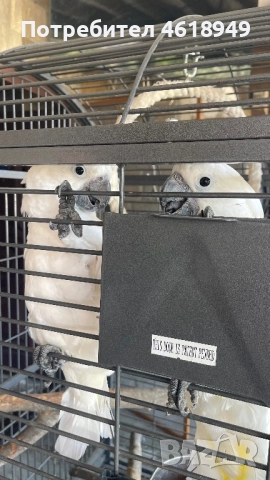 Папагали Какаду, снимка 1