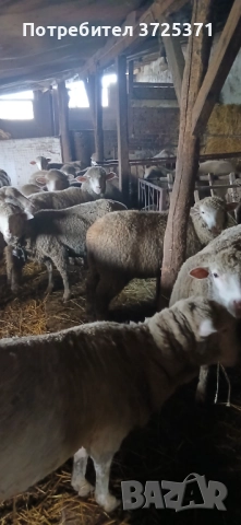 Продавам 26 бр. Овце, снимка 2 - Овце - 52891766
