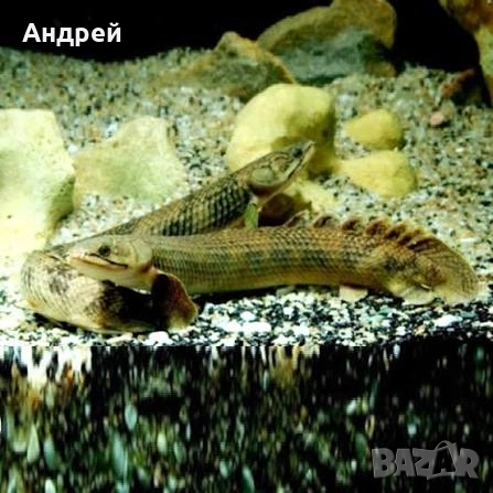 Полиптерус - Лапарди, снимка 3 - Рибки - 52747346