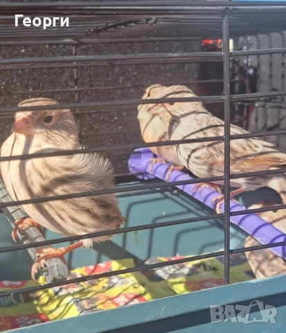 Канари черно-червена мозайка, снимка 6 - Канари - 52105343