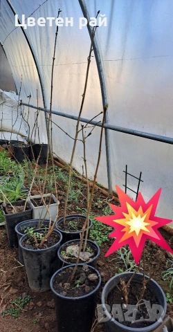 Три цвята люляк, ароматен, снимка 6 - Градински цветя и растения - 53144340