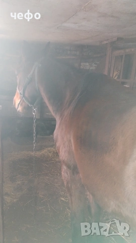 кон, снимка 2 - Коне - 53723703